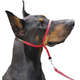 Coleira K-9 Spirit Cabresto Preta