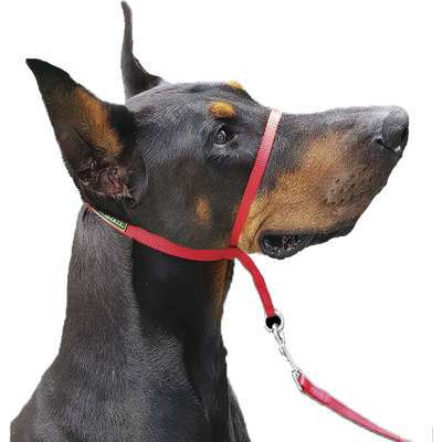 Coleira K-9 Spirit Cabresto Preta