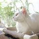 Cama Gatton Catbed Aloha para Gatos