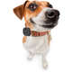 Rastreador Pet DL para Animais de Estimação GPS Via APP Android/iOS (GX250PRE) Preto