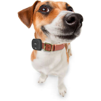 Rastreador Pet DL para Animais de Estimação GPS Via APP Android/iOS (GX250PRE) Preto