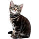 Rastreador Pet DL para Animais de Estimação GPS Via APP Android/iOS (GX250PRE) Preto