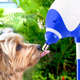 Bebedouro Bilha Truqys Pets Lambe Lambe Azul