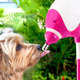 Bebedouro Bilha Truqys Pets Lambe Lambe Rosa