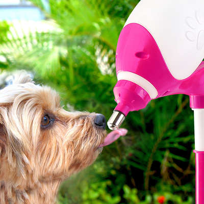 Bebedouro Bilha Truqys Pets Lambe Lambe Rosa