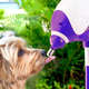 Bebedouro Bilha Truqys Pets Lambe Lambe Roxo