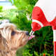 Bebedouro Bilha Truqys Pets Lambe Lambe Vermelho