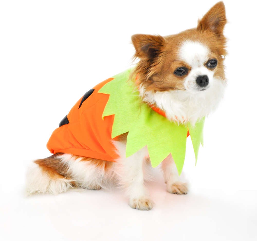 Camiseta Bichinho Chic Abóbora Halloween - Tam. 10