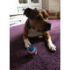 Bola Chuckit Ultra Squeaket Apito - Tam. M
