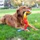 Brinquedo Outward Hound Bola de Tênis Cometa