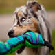 Brinquedo Outward Hound Invincibles Cobra Azul e Verde