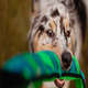 Brinquedo Outward Hound Invincibles Cobra Azul e Verde