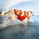 Colete Salva Vidas Outward Hound Nemo Ripstop para Cachorro