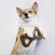 Brinquedo Benebone Dental Chew Bacon