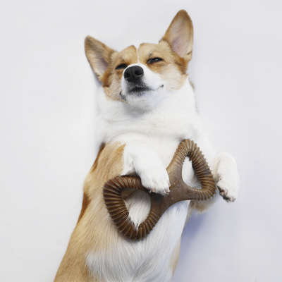 Brinquedo Benebone Dental Chew Bacon