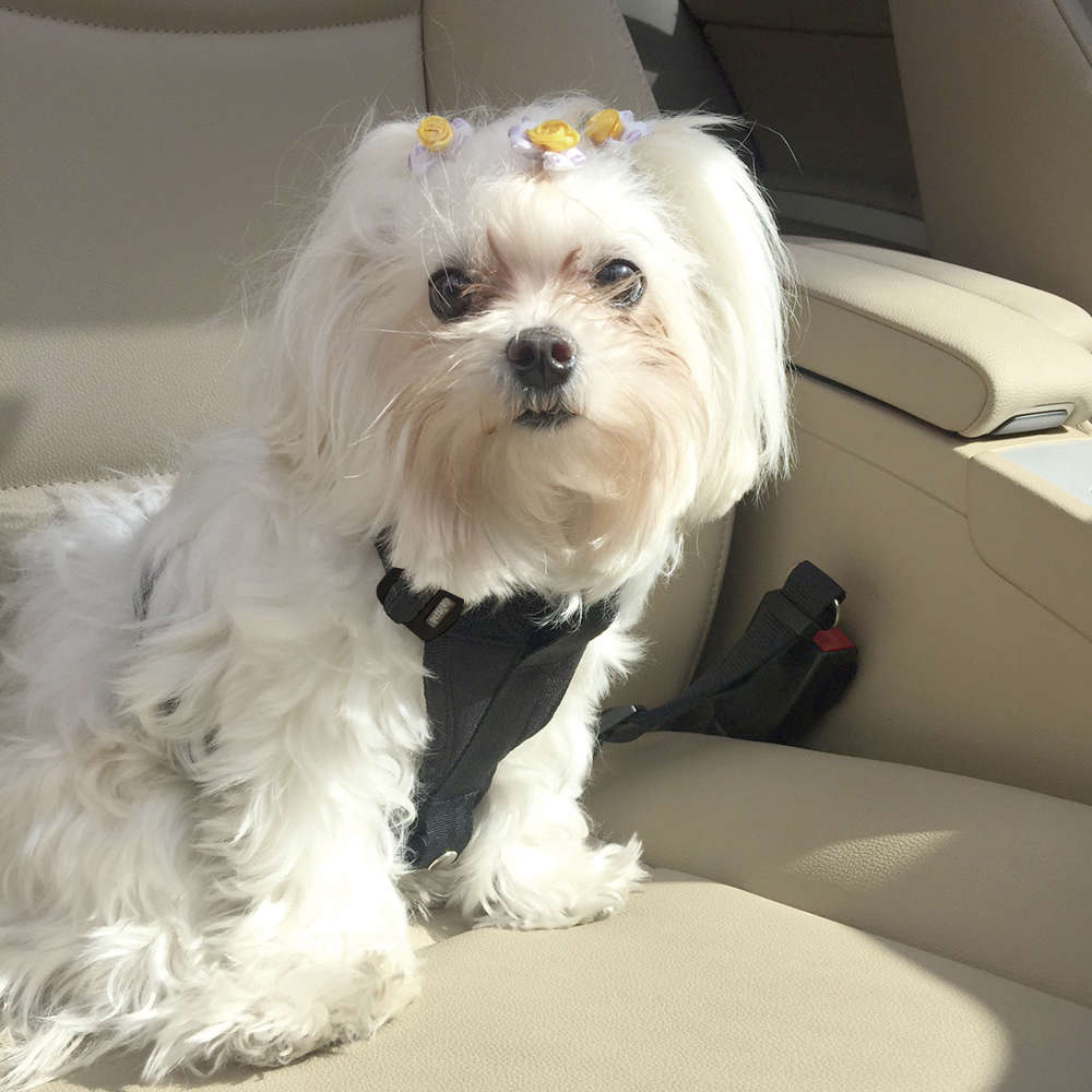 Cinto de Segurança Veicular Pet&Go para Cães Petsafe Preto - Tam. M