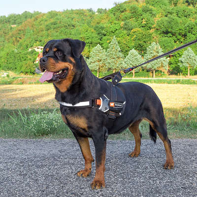 Peitoral Ferplast Hércules Azul para Cães