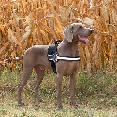 Peitoral Ferplast Hércules Azul para Cães