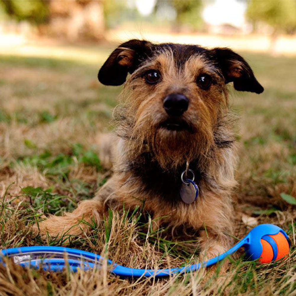 Brinquedo Chuckit Lançador de Bolinhas Júnior para Cães - Tam. Único