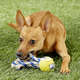 Brinquedo Chuckit Bola Fanatic Ball - Tam. M
