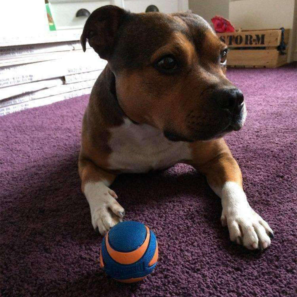 Brinquedo Chuckit Bola Ultra Squeaker Apito 2 Unidades - Tam. M