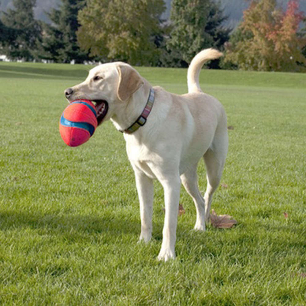Brinquedo Chuckit Bola de Lançar - Tam. Único