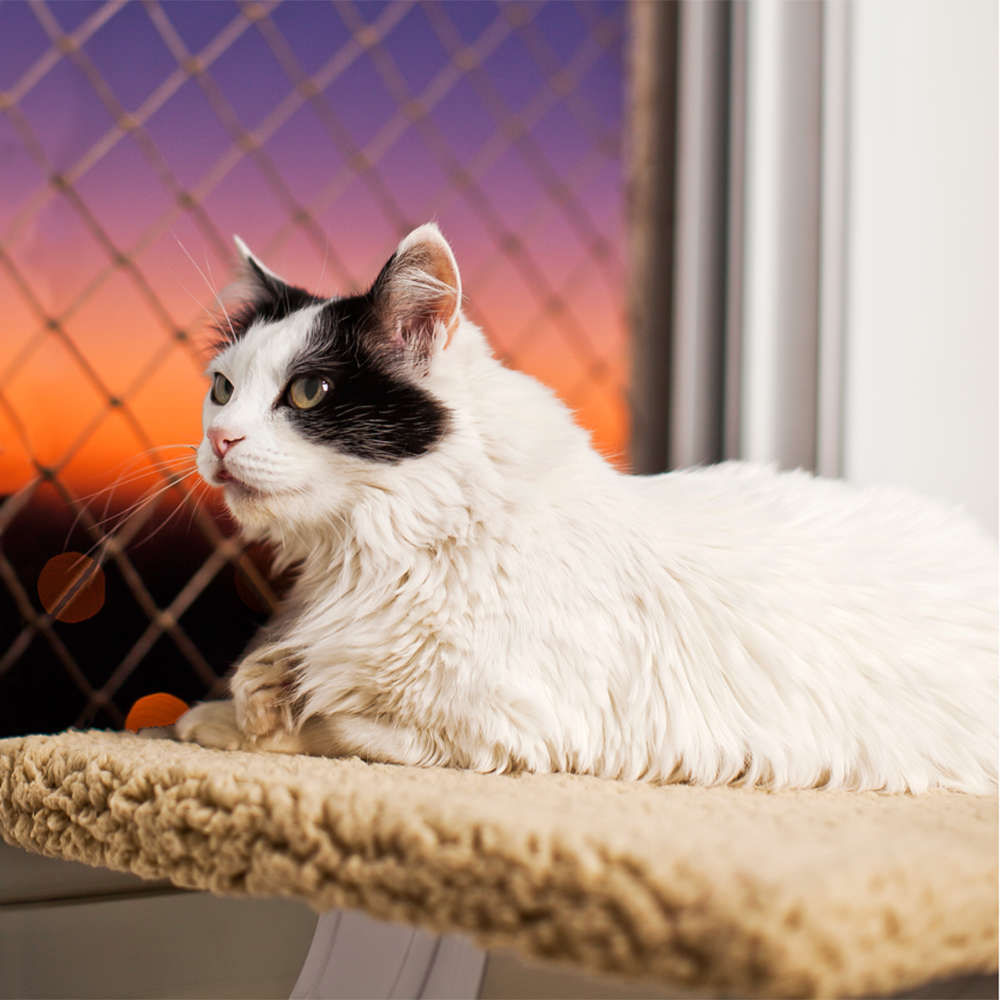 Cama de Janela Spacecat Lunar para Gatos - Tam. Único