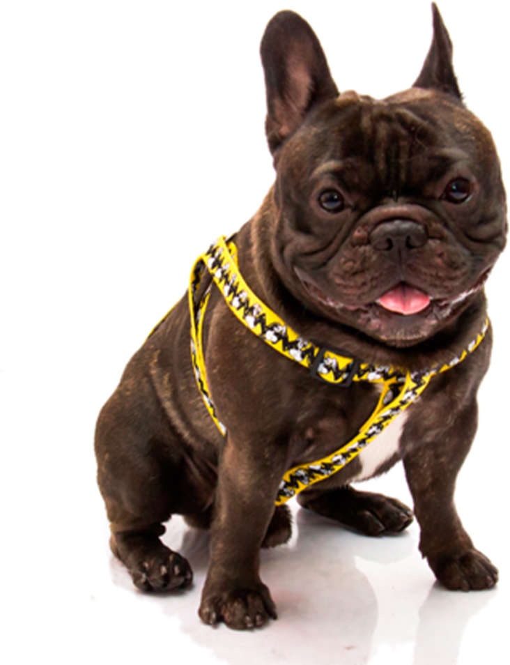 Peitoral Zooz Pets Snoopy Charlie Brown - Tam. G