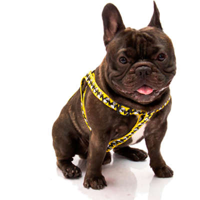Peitoral Zooz Pets Snoopy Charlie Brown