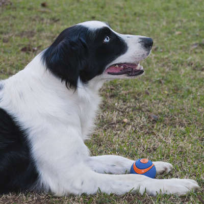 Brinquedo Chuckit Bola Ultra Squeaker Apito - 1 Unidade