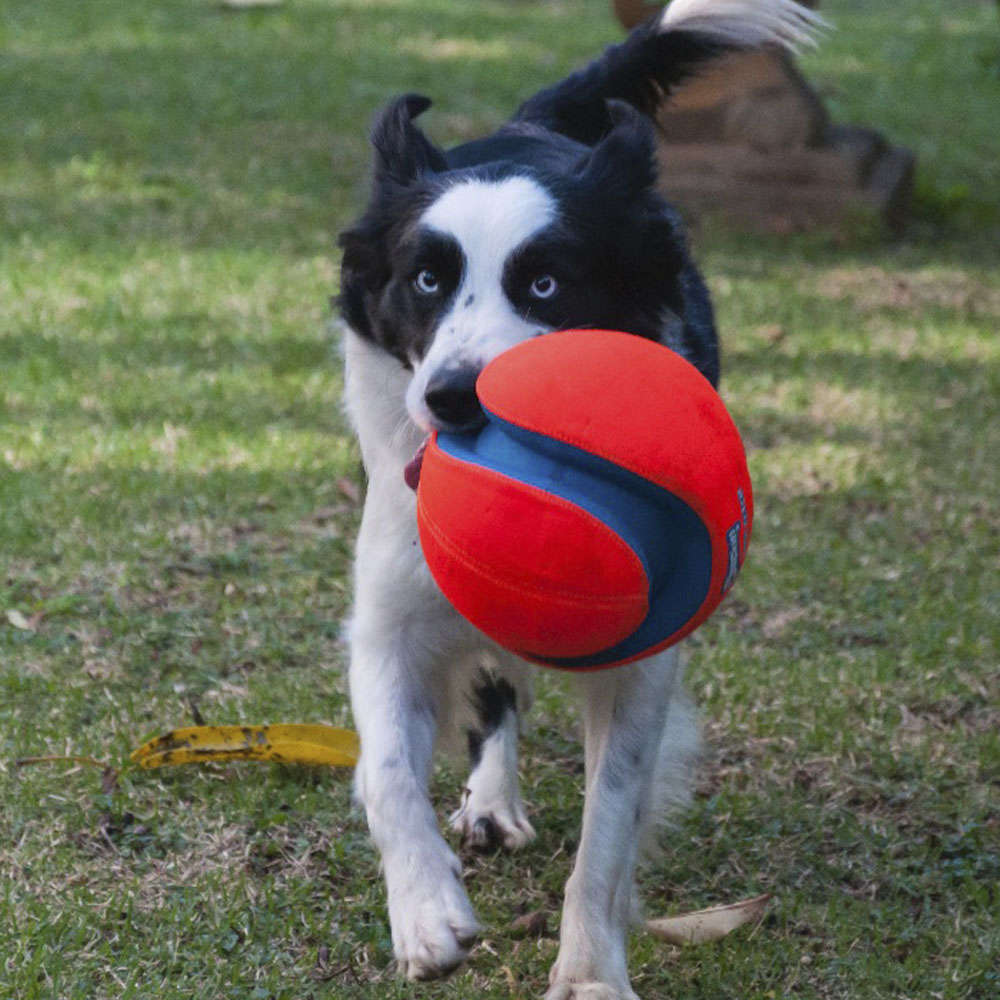 Brinquedo Chuckit Bola Kick Fetch - Tam. G