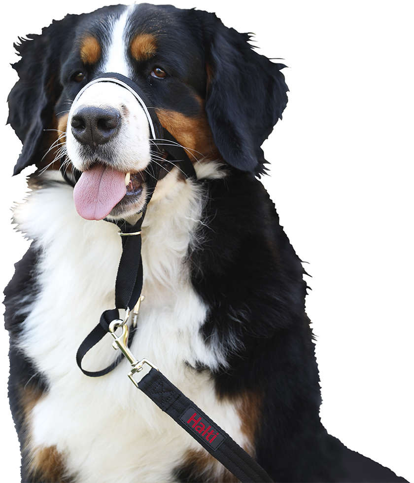 Coleira Halti Headcollar Preta (D11520A) para Cães - Tam. XXG