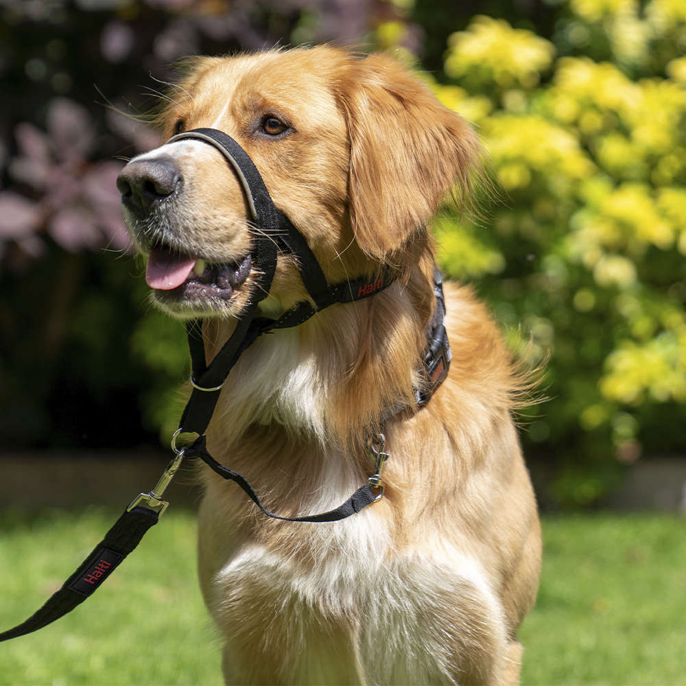 Coleira Halti Headcollar Preta (D11520A) para Cães - Tam. XXG