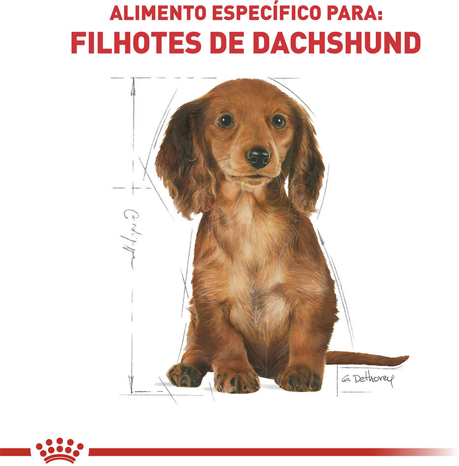 Ração Seca Royal Canin Puppy Dachshund para Cães Filhotes - 2,5Kg