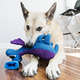 Brinquedo KONG Woozles Blue para Cães