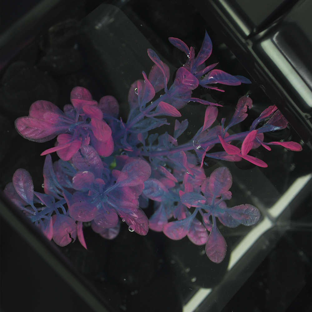 Planta Plástica Soma Economy Rosa e Azul (Mod.423) - 10 cm