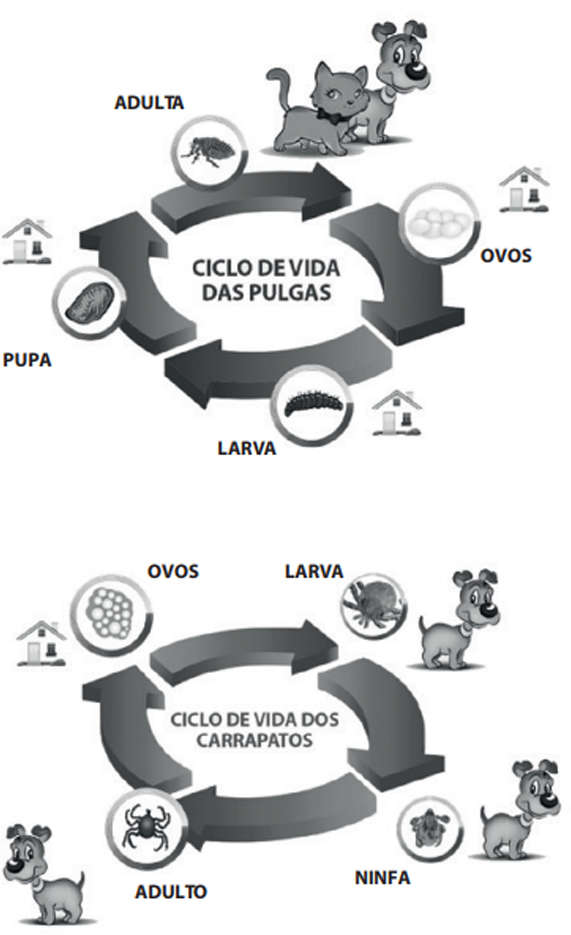 Antipulgas e Carrapatos Ceva Fiprolex Drop Spot de 1,34 mL para Cães de 11 a 20Kg - 3 Caixas (3 Pipetas)
