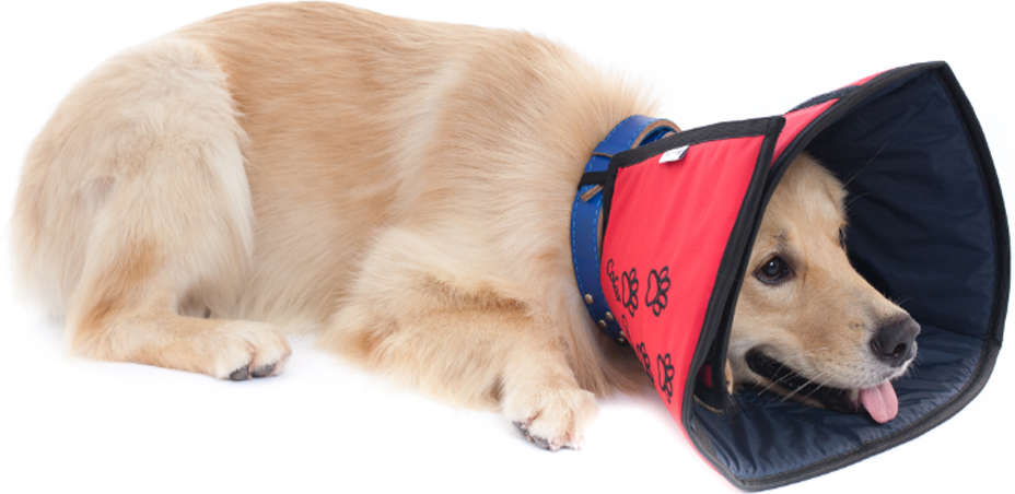 Colar Conforto Pet Med Color para Cães - Tam. 07