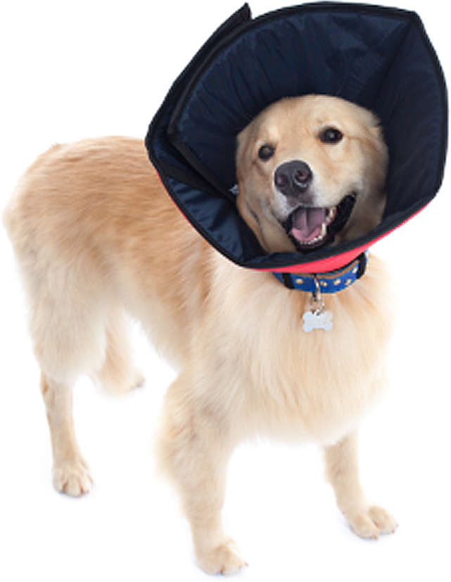Colar Conforto Pet Med Color para Cães - Tam. 07