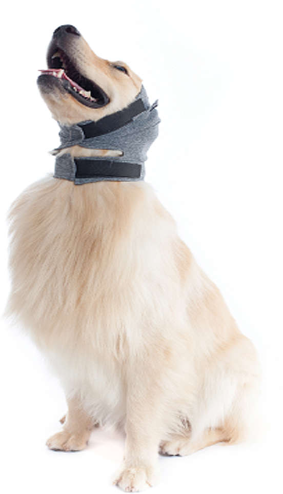 Protetor de Orelhas Plus Pet Med Color para Cães - Tam. 01