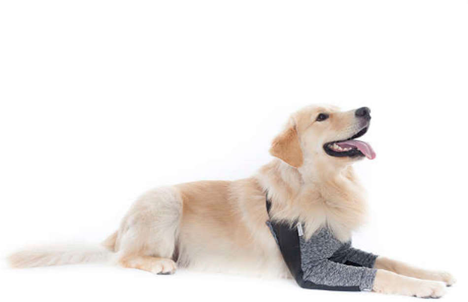 Protetor de Higroma Duo Dry Pet Med Color para Cães - Tam. 09