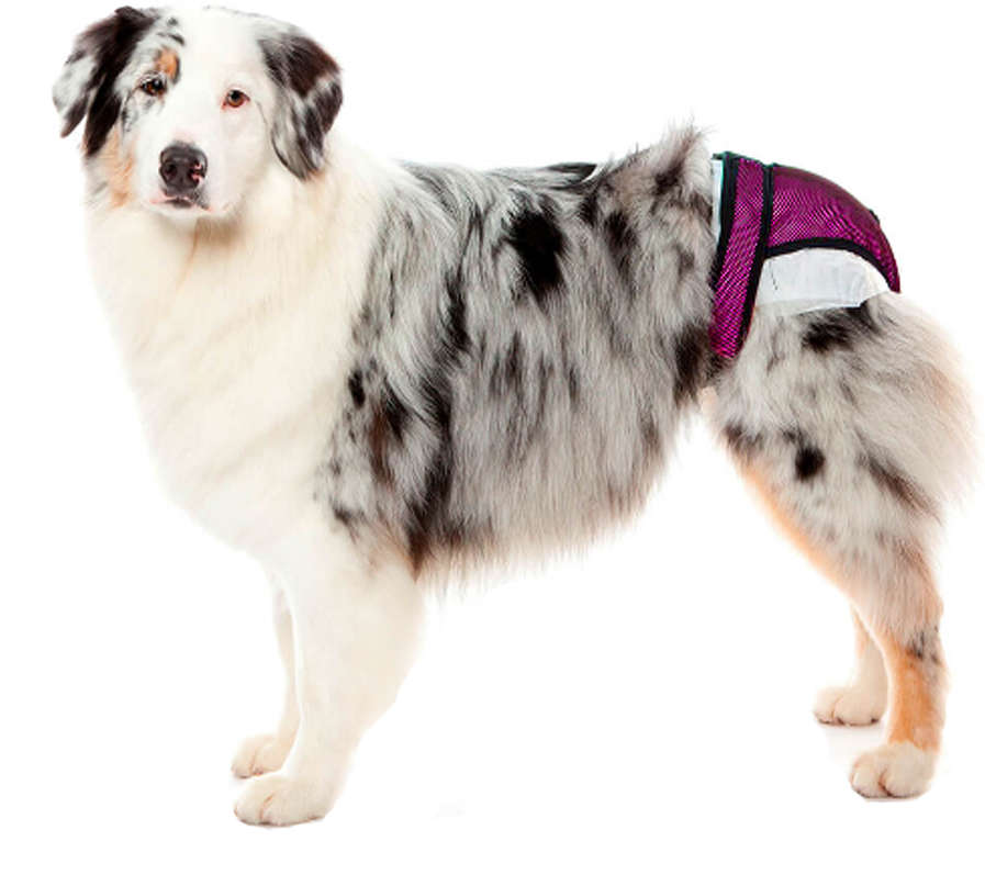 Protetor Higiênico Pet Med para Fraldas & Cio Rosa para Cães - Tam. 00