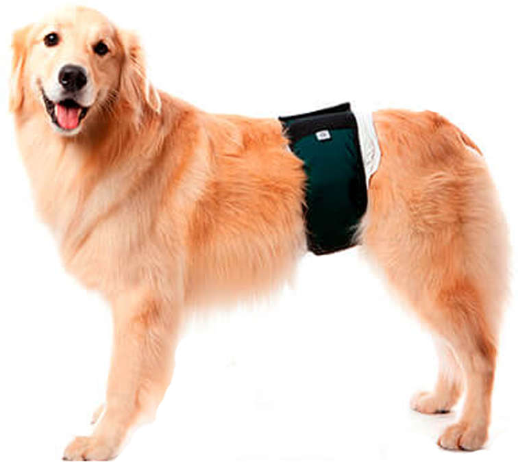 Protetor Higiênico Pet Med Verde para Fraldas de Cães Machos - Tam. 02
