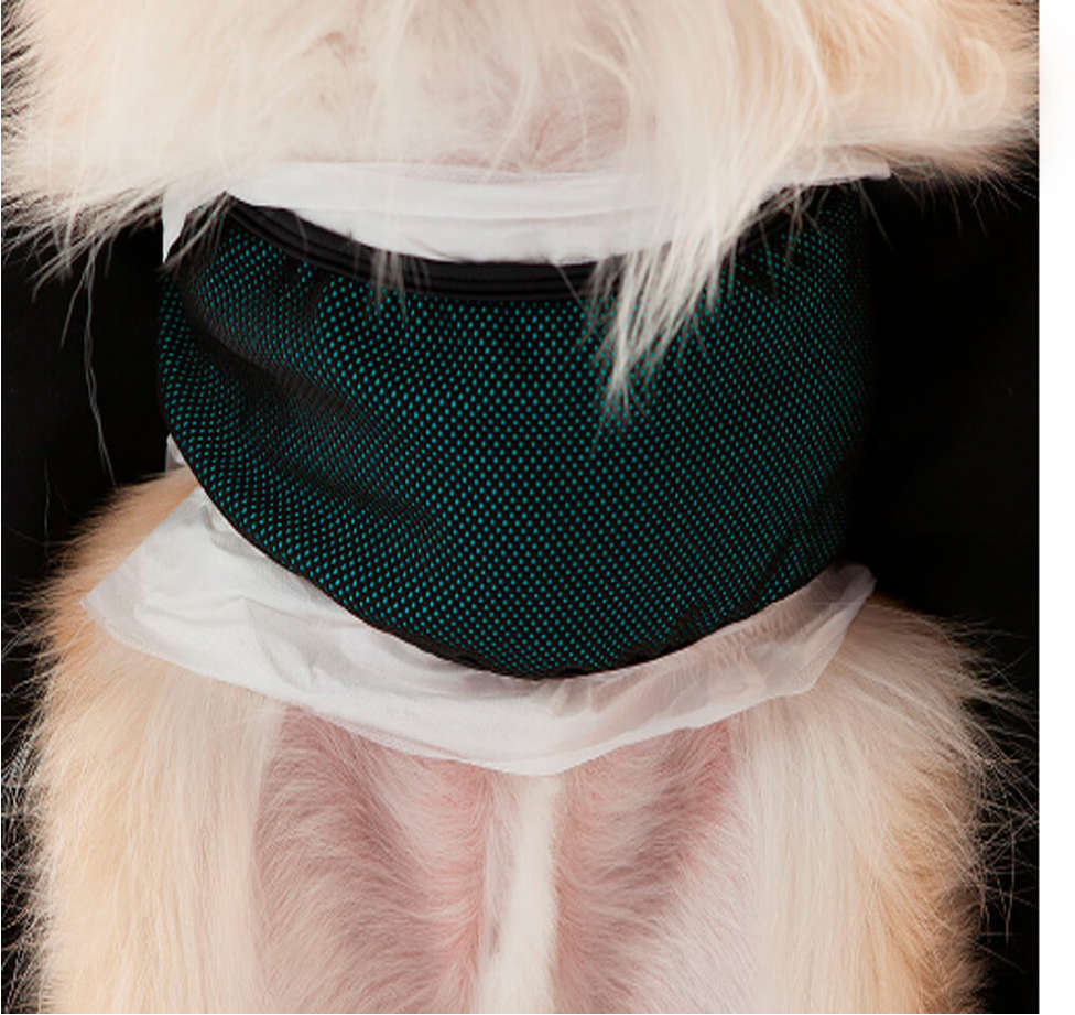 Protetor Higiênico Pet Med Verde para Fraldas de Cães Machos - Tam. 02
