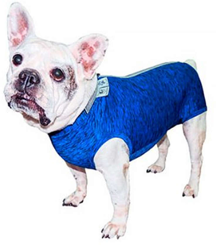 Roupa Pós Castração Pet Med Fit Dry para Buldogue Francês Macho Color - Tam. PP