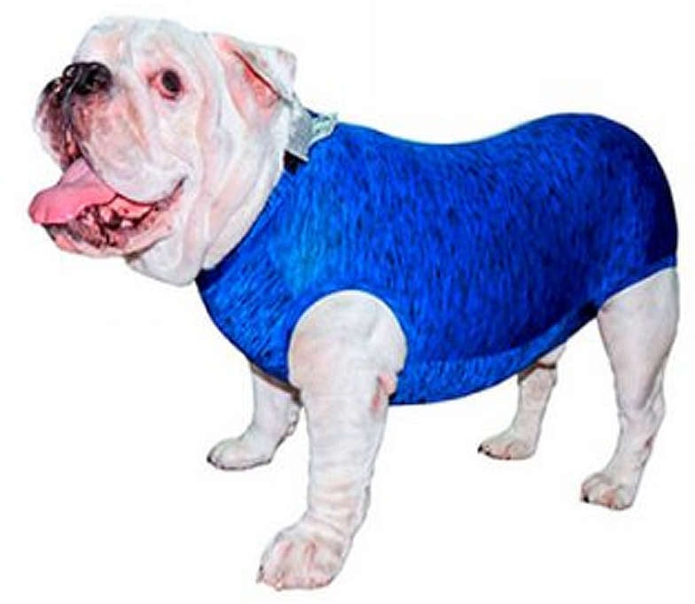 Roupa Pós Castração Pet Med Fit Dry para Buldogue Inglês Macho Color - Tam. GG