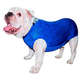 Roupa Pós Castração Pet Med Fit Dry para Buldogue Inglês Macho Color
