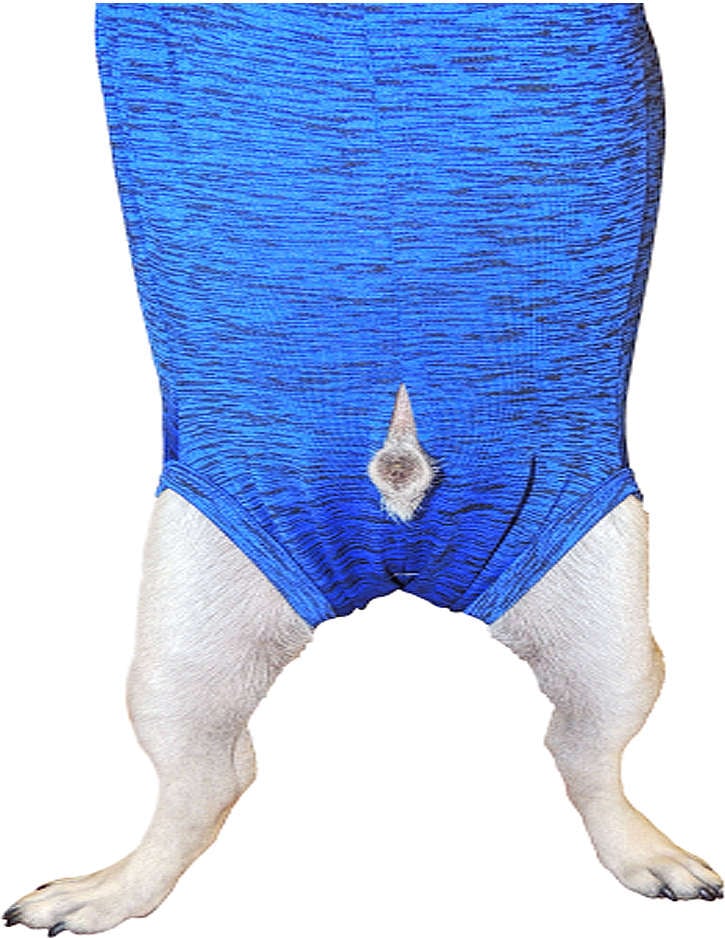 Roupa Pós Castração Pet Med Fit Dry para Buldogue Inglês Macho Color - Tam. GG