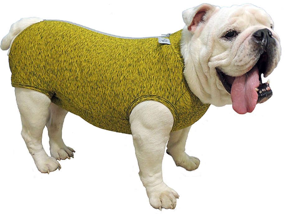 Roupa Pós Castração Pet Med Fit Dry Buldogue Inglês Color - Tam. G