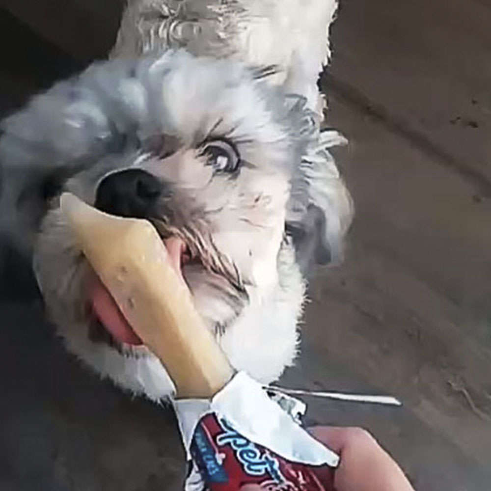 Sorvete Ipet para Cães Sabor Carne - 30g